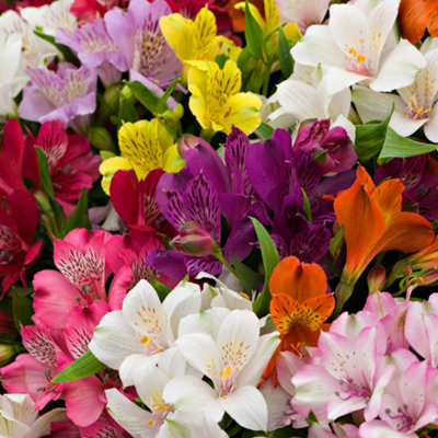  - Gardeners Dream Alstroemeria Collection (9CmPack Of 3)