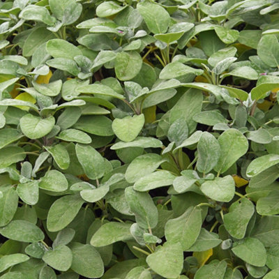 Gardeners Dream Sage Green Herb PlantClassic Culinary HerbCompact GrowthVersatile (5-15Cm Height Including Pot) from B&Q