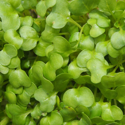 Gardeners Dream Watercress Herb PlantPeppery FlavourEdible Water PlantEasy To Grow (5-15Cm Height Including Pot) from B&Q