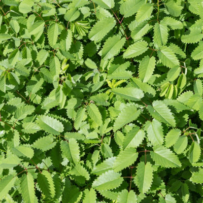 Gardeners Dream Salad Burnet Herb PlantCucumber-Like FlavourCulinary Uses (5-15Cm Height Including Pot) from B&Q