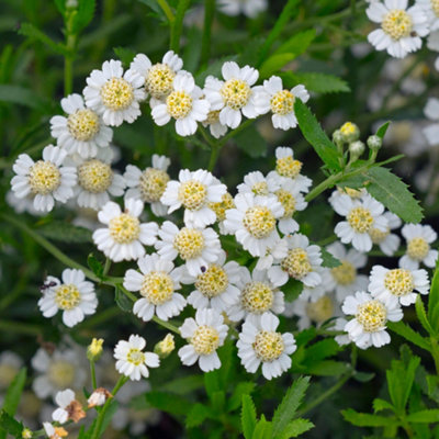 Gardeners Dream English Mace Herb PlantFlowering PerennialCompact Growth (5-15Cm Height Including Pot) from B&Q