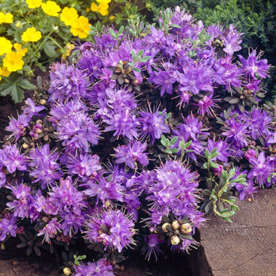 Gardeners Dream Rhododendron Impeditum (15-25Cm Height Including Pot) Garden Plant - Dwarf Shrub, Blooms Purple