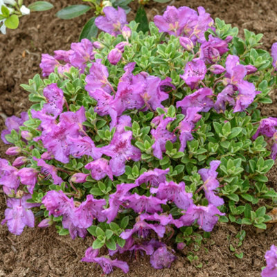 Gardeners Dream Rhododendron Keleticum (15-25Cm Height Including Pot) Garden PlantCompact ShrubLavender Blooms from B&Q