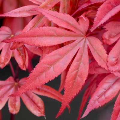 B&Q -  Acer Skeeter's BroomOrnamental FoliageOutdoor PlantIdeal For GardensCompact Size (50-70Cm Height Including Pot)