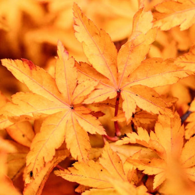 B&Q -  Acer ShishigashiraLion's Head Japanese MapleOutdoor PlantIdeal For GardensCompact Size (50-70Cm Height Including Pot)