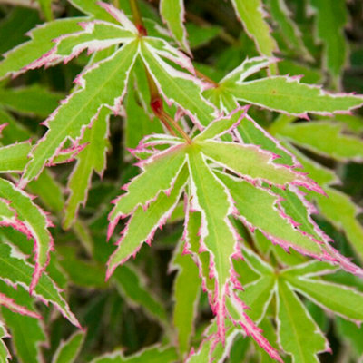 Gardeners Dream Acer ButterflyDelicate FoliageOutdoor PlantIdeal For GardensCompact Size (50-70Cm Height Including Pot) from B&Q
