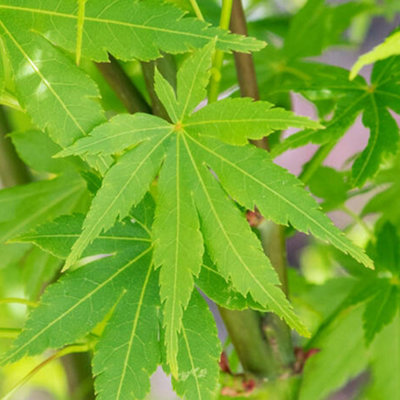 Gardeners Dream Green Acer Going - Vibrant Foliage, Outdoor Plant, Ideal For Gardens, Compact (80-100Cm Height Including Pot) Small