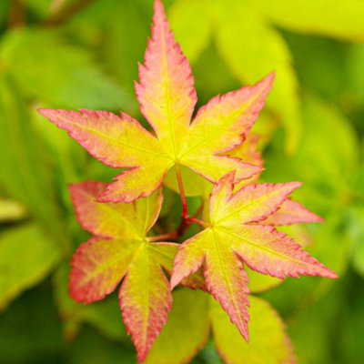 B&Q -  Acer Little PrincessJapanese MapleOrnamental Tree (20-30Cm Height Including Pot)