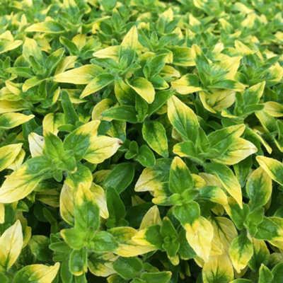 Gardeners Dream Marjoram Gold Tipped Curled Herb PlantVersatile For CookingLow Maintenance (5-15Cm Height Including Pot) from B&Q