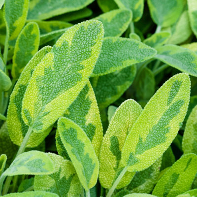 Gardeners Dream Sage Golden Herb PlantVariegated FoliageAromatic LeavesVersatile Herb (5-15Cm Height Including Pot) from B&Q