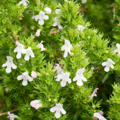 Gardeners Dream Winter Savory Herb PlantRobustCompact GrowthVersatile Herb (5-15Cm Height Including Pot) from B&Q