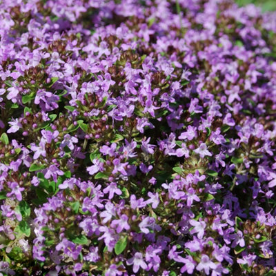 B&Q -  Thyme Mother Of Thyme Herb PlantPurple FlowersLow-GrowingAromatic Ground Cover (5-15Cm Height Including Pot)