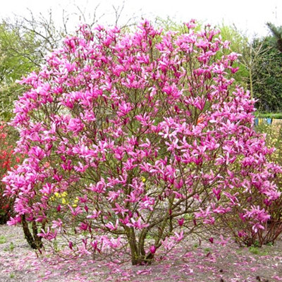 Gardeners Dream Magnolia Susan Deciduous Bushy Shrub Hardy Flowering Outdoor Garden Plant In Pot9Cm Pot (20-30Cm) from B&Q