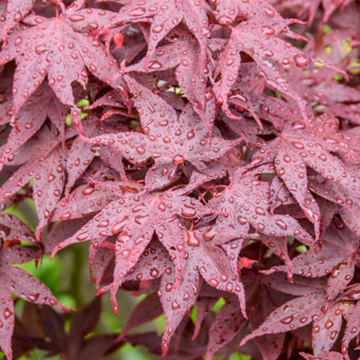Gardeners Dream Acer Hime-ShojoDwarf Japanese MapleOrnamental Tree (20-30Cm Height Including Pot) from B&Q