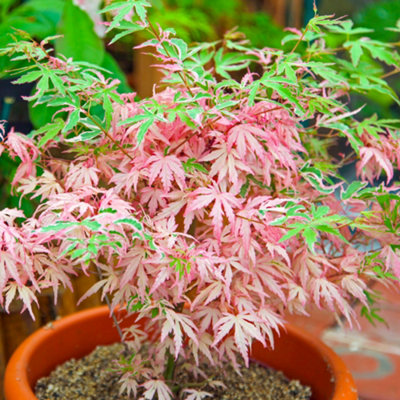 Gardeners Dream Acer IyoshiDwarf Japanese MapleOrnamental Tree (20-30Cm Height Including Pot) from B&Q