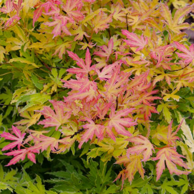 Gardeners Dream Acer Metamorphosa - Japanese Maple, Ornamental Tree (20-30Cm Height Including Pot) Green/Orange/Red