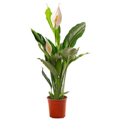 Gardeners Dream Spathiphyllum Peace LilyGraceful And Purifying Indoor Plant For Interior Spaces (70-80Cm Height Including Pot) from B&Q