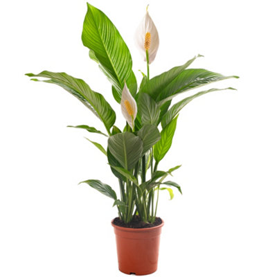 Gardeners Dream Spathiphyllum Peace LilyGraceful And Purifying Indoor Plant For Interior Spaces (80-90Cm Height Including Pot) from B&Q