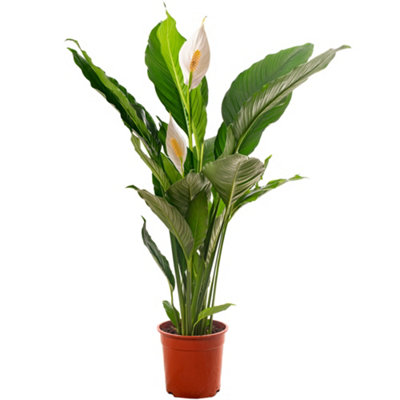 Gardeners Dream Spathiphyllum Peace LilyGraceful And Purifying Indoor Plant For Interior Spaces (100-120Cm Height Including Pot) from B&Q