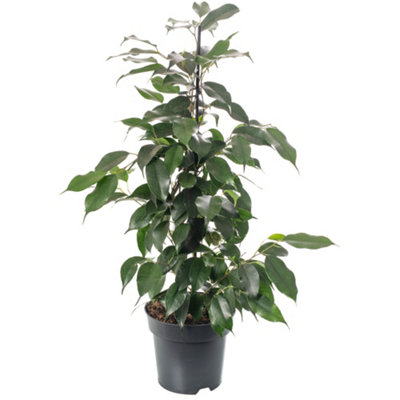 Gardeners Dream Ficus Benjamina DanielleIndoor House Plant For Home OfficeKitchenLiving RoomPotted Houseplant (50-60Cm) from B&Q