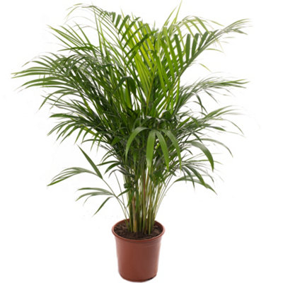 B&Q -  Areca PalmLush Tropical Houseplant For Indoor Spaces (100-120Cm Height Including Pot)