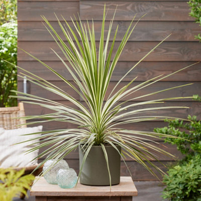 Gardeners Dream Cordyline Lime PassionStriking Lime FoliageEye-CatchingSun (15-30Cm Height Including Pot) from B&Q