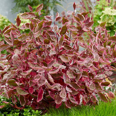 Gardeners Dream Cornus MiracleColourful FoliageElegant White FlowersCompactSun Or Partial Shade (15-30Cm Height Including Pot) from B&Q