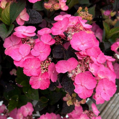 Gardeners Dream Hydrangea Daredevil Pink Garden PlantVibrant Pink BloomsCompact Size (15-30Cm Height Including Pot) from B&Q
