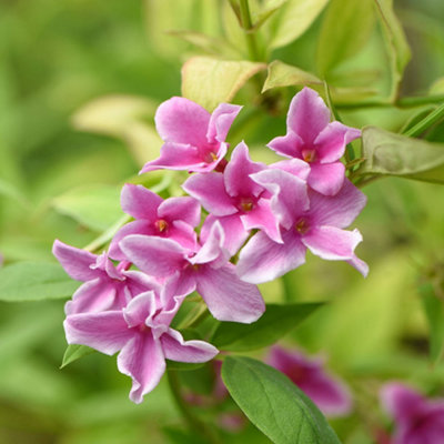 Gardeners Dream Jasminum Starry Starry Summer Scent Deciduous Climbing Outdoor Shrub Pot Plant - Image 3