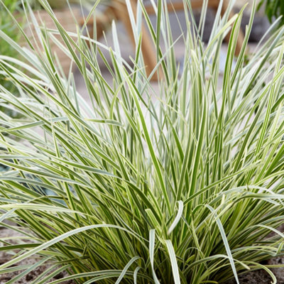 B&Q -  Lomandra White SandsHardy Grass-Like Plant For Unique Landscapes (15-30Cm Height Including Pot)