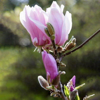 Gardeners Dream Magnolia George Henry KernFragrant Flowering Tree For Enchanting Outdoor GardensUk Plant (20-30Cm Height Including Pot) from B&Q
