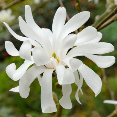 Gardeners Dream Magnolia Royal Star Hardy Deciduous Outdoor Garden Ready Shrub In 9Cm Plant Pot - Image 3