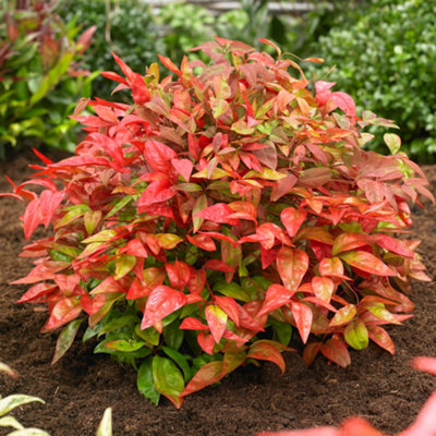 Gardeners Dream Nandina Blush Pink Garden PlantColour-Changing FoliageCompact SizeHardy (20-30Cm Height Including Pot) from B&Q