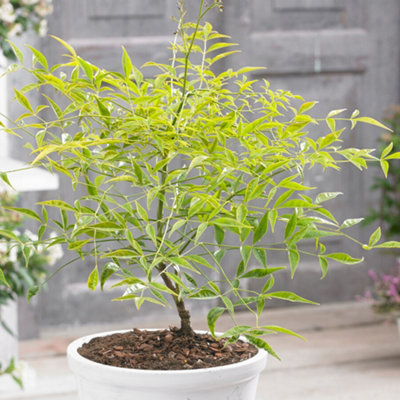 Gardeners Dream Nandina Brightlight Garden Plant - Vibrant Foliage, Compact Size, Hardy (15-30Cm Height Including Pot)