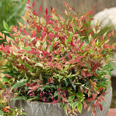 Gardeners Dream Nandina Red Light Garden PlantVariegated Pink Green And White FoliageCompact SizeHardy (15-30Cm Height Including Pot) from B&Q