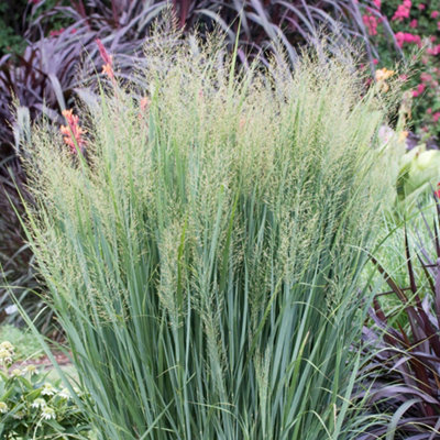 Gardeners Dream Panicum Northwind Garden PlantOrnamental GrassCompact Size (20-30Cm Height Including Pot) from B&Q