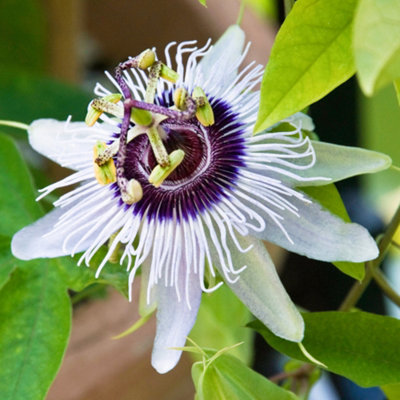 Gardeners Dream Passiflora Beauty Of Hannover Evergreen Climbing Exotic Garden Plant In Pot9Cm Pot (20-30Cm Height Incl. Pot) from B&Q