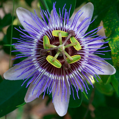 Gardeners Dream Passiflora Purple Haze Passion Flower Garden Climber Semi Evergreen Plant In Pot9Cm Pot (20-30Cm Height Incl. Pot) from B&Q