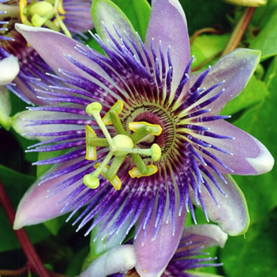 Gardeners Dream Passiflora Purple Rain Passion Flower Garden Climber Semi Evergreen Plant In Pot9Cm Pot (20-30Cm Height Incl. Pot) from B&Q
