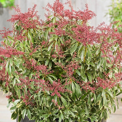  - Gardeners Dream Pieris Passion (9Cm)