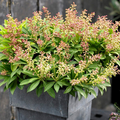 Gardeners Dream Pieris Sarabande (9Cm) from B&Q