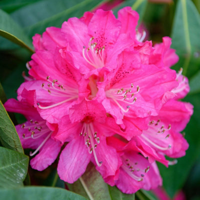 Gardeners Dream Rhododendron Germania Evergreen Outdoor Garden Shrub Pink Flowering Plant In Pot9Cm Pot (20-30Cm) from B&Q