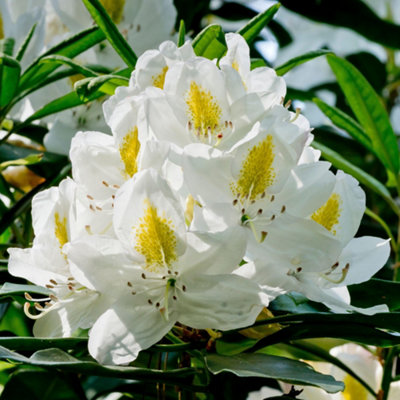 B&Q -  Rhododendron Madame Masson Evergreen Outdoor Garden Shrub White Flowering Plant9Cm Pot (20-30Cm)
