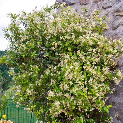 Gardeners Dream Trachelospermum Star Of Toscana - Star Of Toscana Star Jasmine, Climbing Plant (20-30Cm Height Including Pot) Golden/Yellow