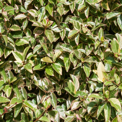 Gardeners Dream Trachelospermum VariegatumVariegated Star JasmineClimbing Plant (20-30Cm Height Including Pot) from B&Q