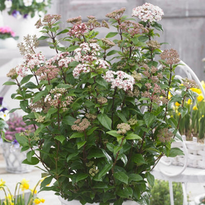 Gardeners Dream Viburnum SpiritCompact Evergreen ShrubFragrant Flowers (20-30Cm Height Including Pot) from B&Q