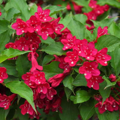  - Gardeners Dream Weigela Picobella Rosso (9Cm)