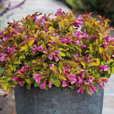  - Gardeners Dream Weigela Magic Carpet (9Cm)