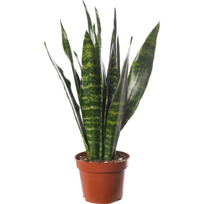 Gardeners Dream Sansevieria Black CoralIndoor House Plant For Home OfficeKitchenLiving RoomPotted Houseplant (30-40Cm) from B&Q