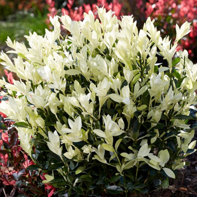 Gardeners Dream Euonymus Himalaya Japanese Spindle Evergreen Garden Ready Shrub In Plant Pot9Cm Pot (15-30Cm) from B&Q